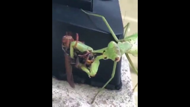 Petit casse-croutte pour une mante religieuse