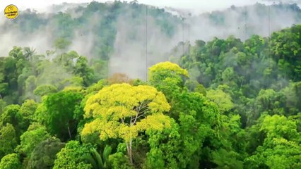 अमेज़न जंगल का रहस्य | Mysteries of Amazon Rainforest |