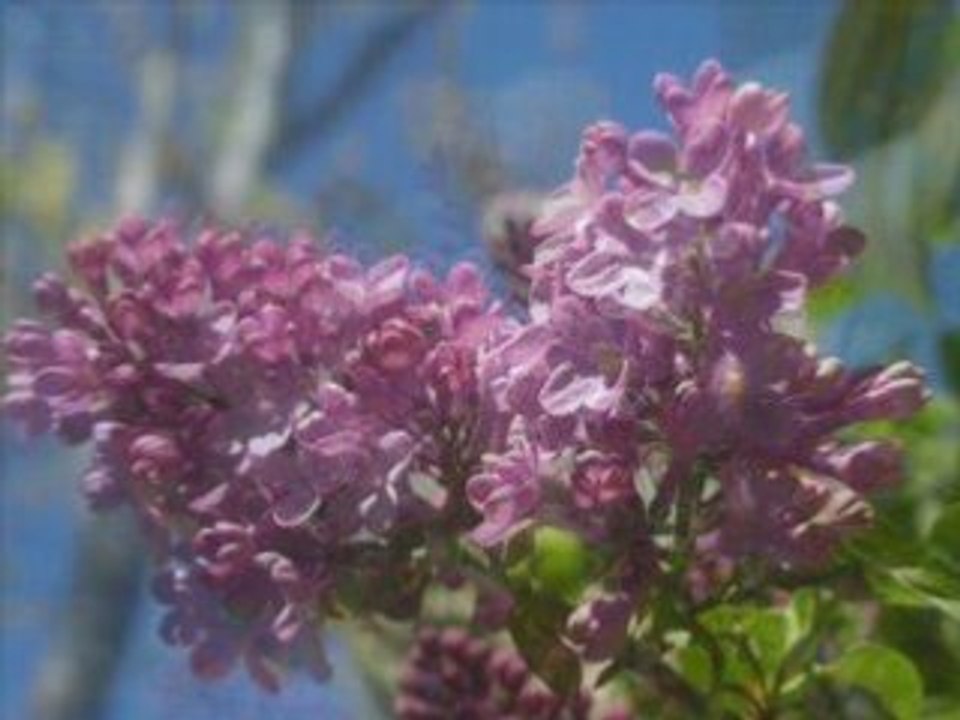 Flores I
