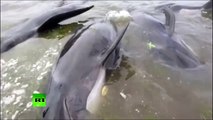 Over 300 pilot whales die in New Zealand