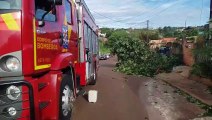 Vento forte derruba árvore em cima de muro de residência no bairro Interlagos