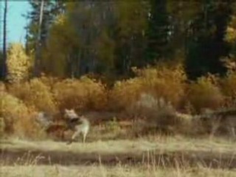 sacred spirit - Native American chant - Enigma