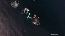 #VIDEO: varias orcas se pasean con un tiburón en las mandibulas