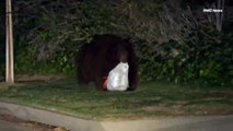 Hungry bear scavenges near LA after hibernation ends