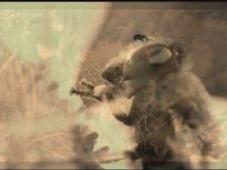 Flores II Efecto Sepia