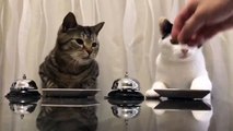 Gatos tocan la campana para pedir comida