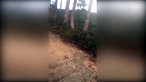 #VIRAL - Gran araña aterroriza a turistas en Republica Dominicana