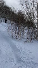Skier Skis Up Tree and Falls Off