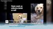 George y Amal Clooney Donan $10,000 Para Organizacion de Rescate para Perros