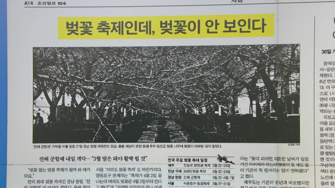 [굿모닝브리핑] "벚꽃 없는 벚꽃 축제" 날씨 변덕에 전국 지자체 '울상' / YTN