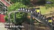 Stuck roller coaster riders freed by firefighters