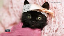 Adorable Sleepy Kitten Melts Hearts in Newborn Photo Shoot