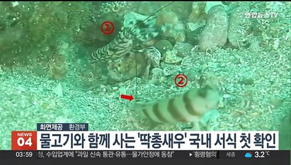 물고기와 함께 사는 '딱총새우' 국내 서식 첫 확인