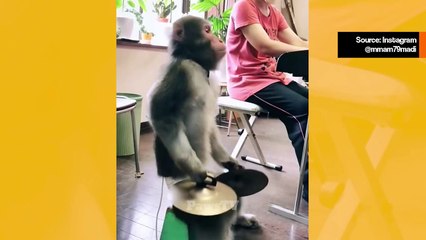 Suloinen video: pieni rumpalia soittava apina opettaa rytmitajua