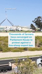 'Flock off': furious farmers fume over sheep export ban