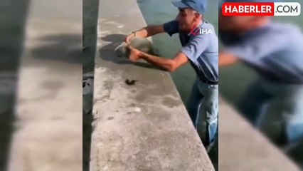İzmir Körfezi'nde balık ölümleri sürüyor