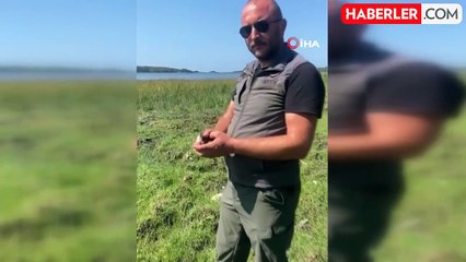 Nesli tükenme tehlikesi altındaki su kılavuzu, tedavi edilip doğaya salındı
