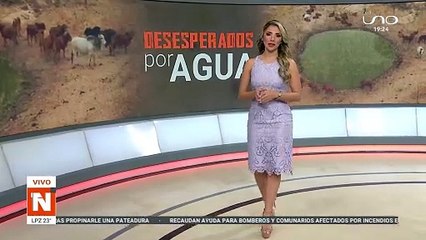 Animales desesperados en busca de agua y pasto en San Ignacio