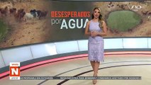 Animales desesperados en busca de agua y pasto en San Ignacio