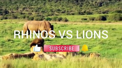 RHINOS VS LIONS