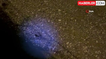 Nesli tükenme tehlikesi altındaki su samurları kavga ederken görüntülendi