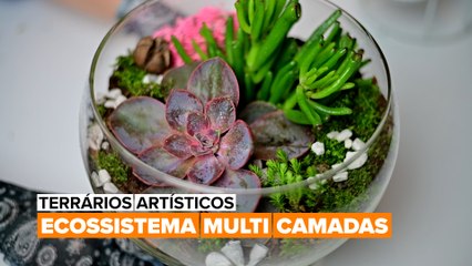 Terrários Artísticos: Ecossistema Multi Camadas