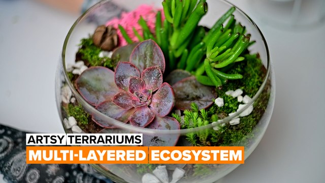 Artsy terrariums: Multi-layered ecosystem