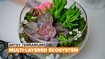 Artsy terrariums: Multi-layered ecosystem