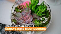 Terrariums artistiques : l'écosystème multicouche