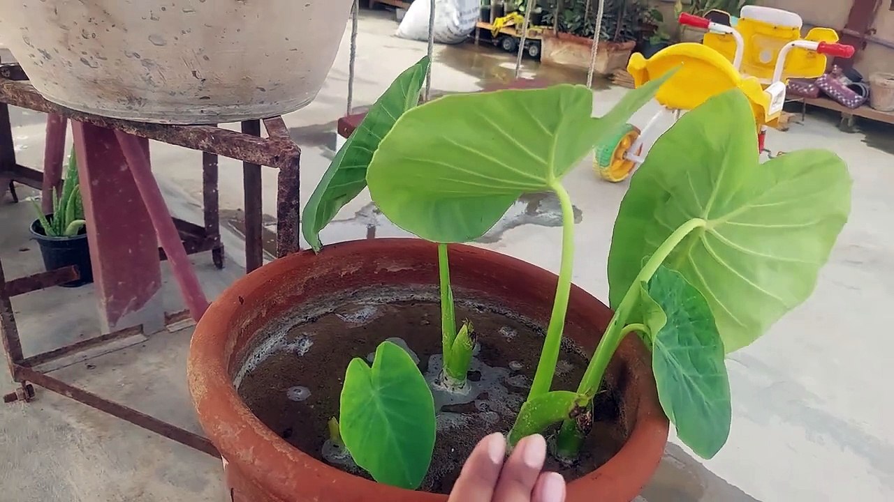 arvi ka podah ki teesri harvest اروی کا پوڈا अरवी का पोडा