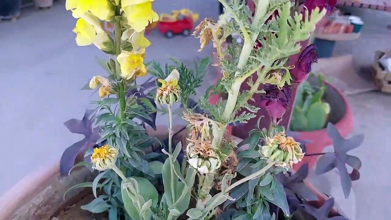 Mere rooftop garden ki flower variety l मेरे रूफटॉप गार्डन की फूल किस्म