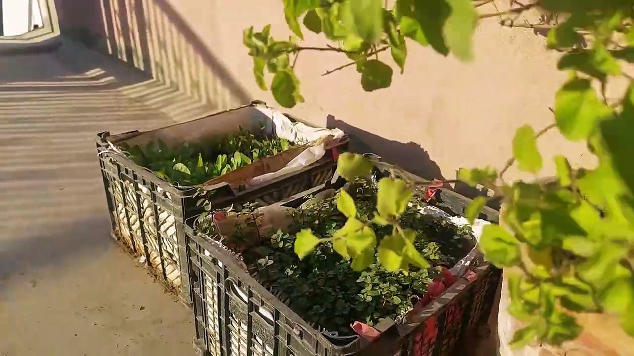 How to care for lemon plant l لیموں کا پودا l नींबू का पौधा l neemboo ka paudha
