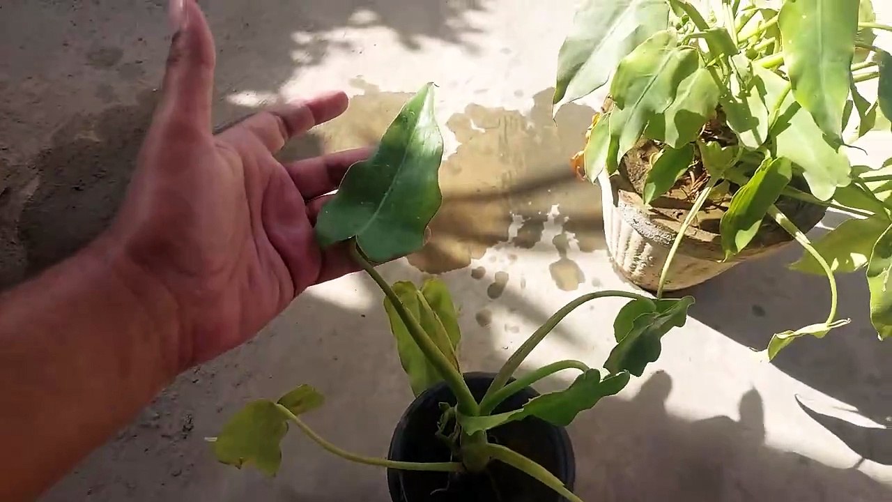 How to make plants bushy and make leave big_
