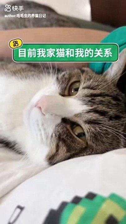 Cute cat #cat #pet #animals