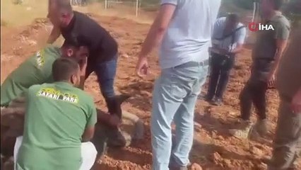 Dünya tarihinde bir ilk: Suriyeli kaçak deve kuşu Türkiye'de yakalandı