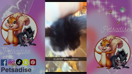 funny cats videos Cuteness Overload: Top Funny Cat Videos to Brighten Your Day The Funniest Cats Compilation You'll Ever See