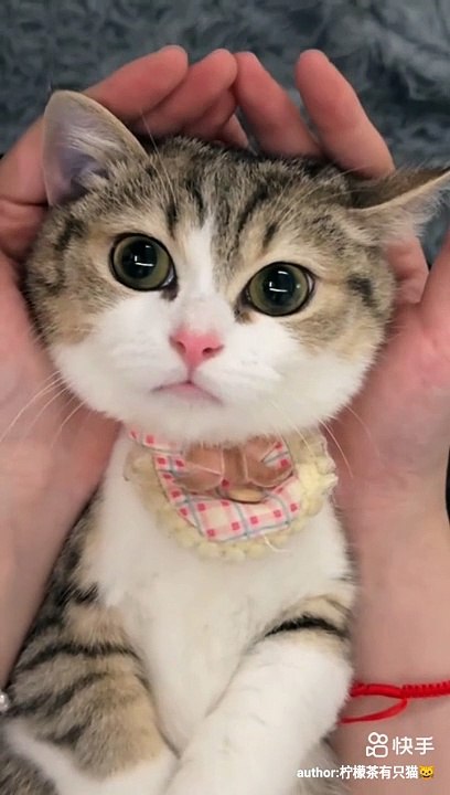 Cute cat #cat #pets #animals