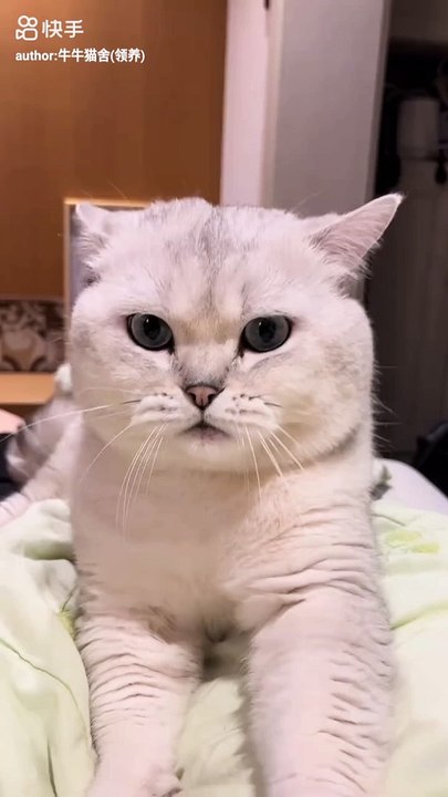 Cute cat #cat #pets #animals