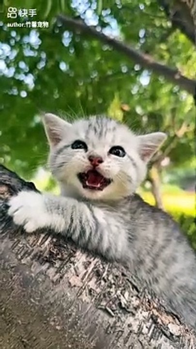 Cute cat #cat #pets #animals