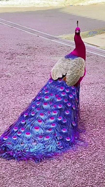 BEAUTIFUL PEACOCK,,,