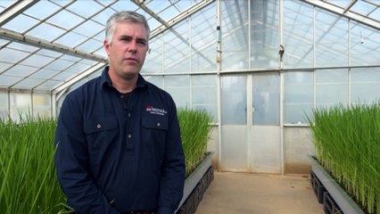 George Hulbert Seed Vault to protect and provide the world’s rice seed stock for up to 100 years