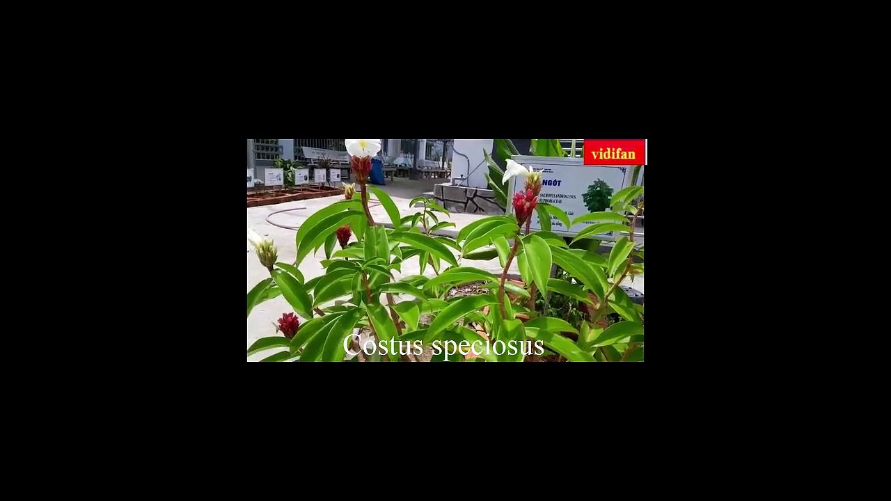 uses of Costus speciosus treat colds, eye pain...
