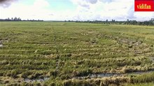 rice field after harvest