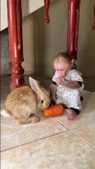 Monkey vs Rabbit: Carrot Eating Contest (Hilarious Animal Showdown)