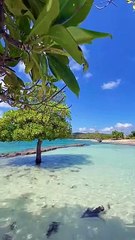 Suasana pantai yang penuh pohon bakau