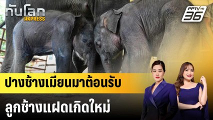 ปางช้างเมียนมาต้อนรับลูกช้างแฝดเกิดใหม่|ทันโลก EXPRESS | 8 ก.ย. 67