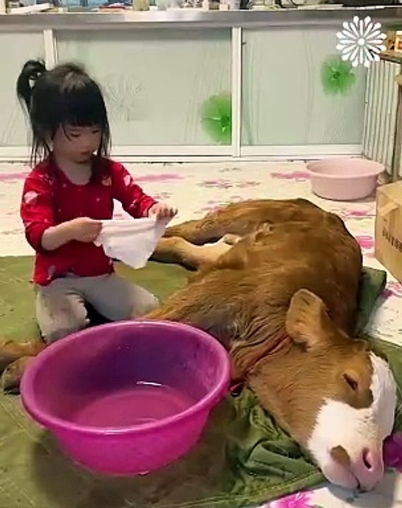 Dainty - Little girl has adorable bond with_ a cow (HD)