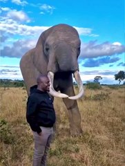 Elephant pretends to eat this guys hat