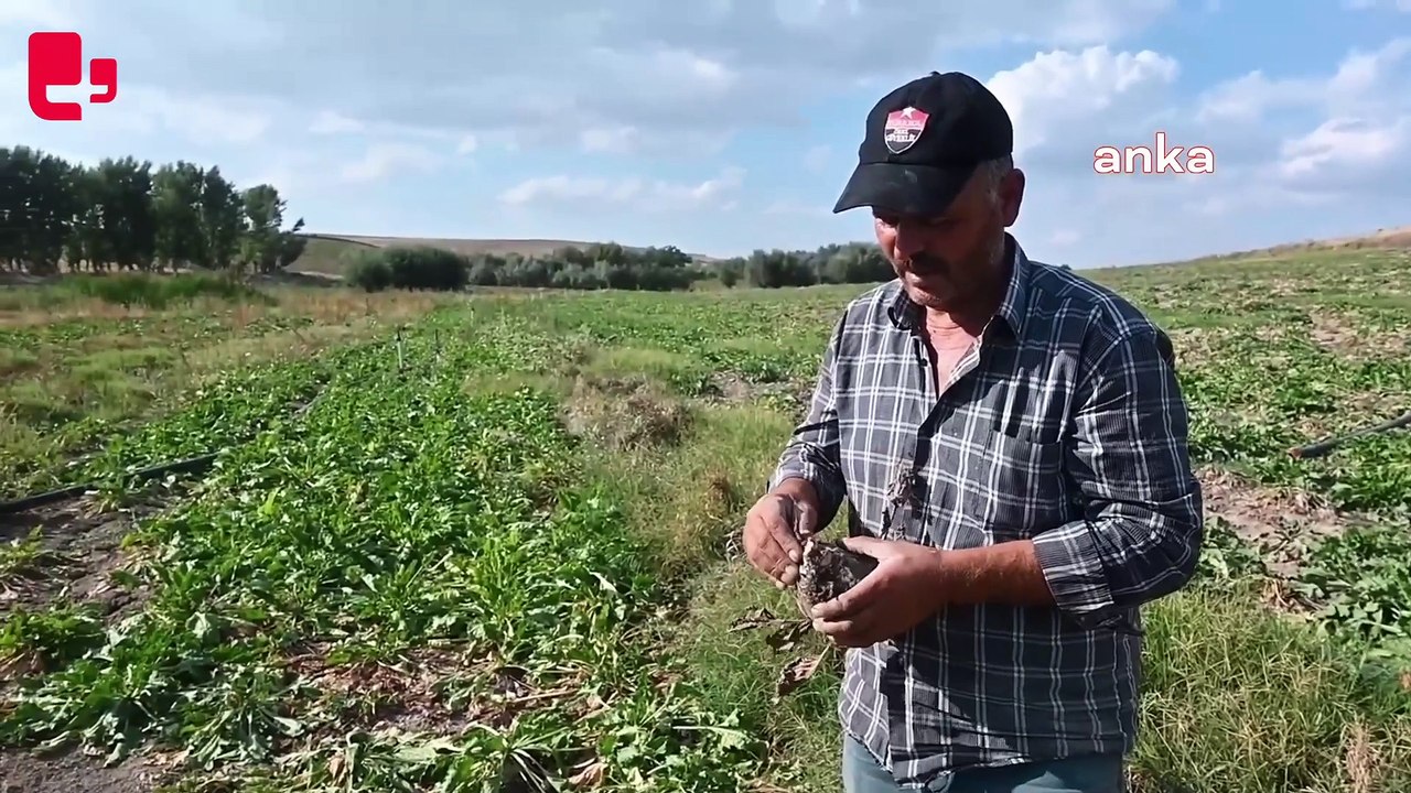Yozgat'ta şeker pancarını vuran hastalık üretimi tehdit ediyor