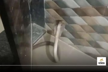 CG Ajab Gajab: जहरीले कोबरा ने महिला को बाथरूम में किया कैद, फुंकार मारते ही...देखें Video